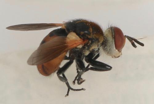 Réf. 324 885 : Gymnosoma sp.